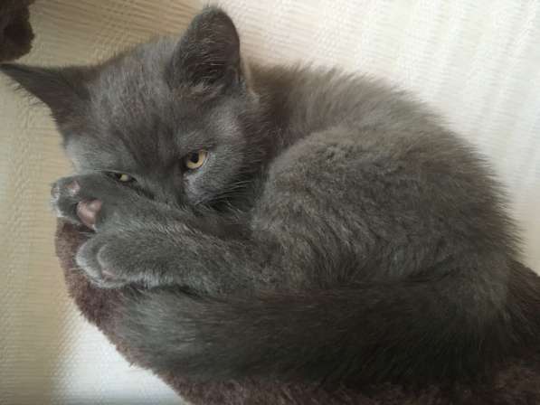 Чистопородный британский короткошерстный котёнок в фото 6