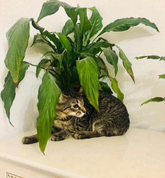 Мурлыка-котенок с дефектом глазика очень ищет дом в Санкт-Петербурге фото 25