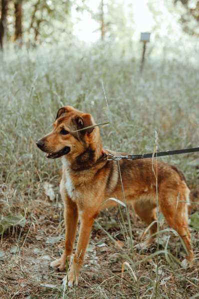 Очаровательная собачка компактного размера в Санкт-Петербурге фото 19