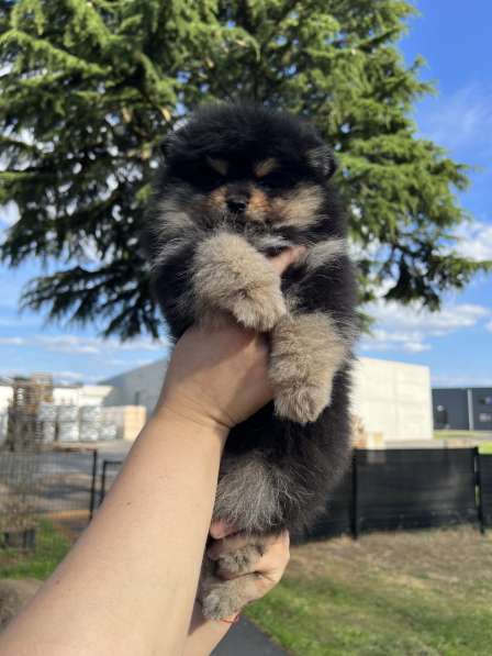 Pomeranian puppy в фото 3
