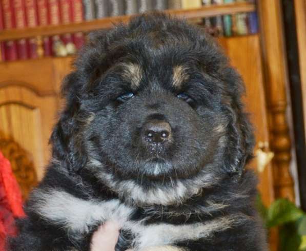 Тибетский мастиф - лучший страж на территории в Москве фото 45