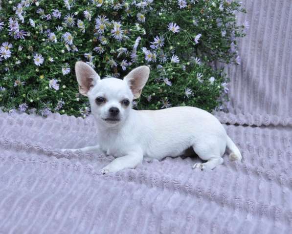 Чихуахуа в фото 3