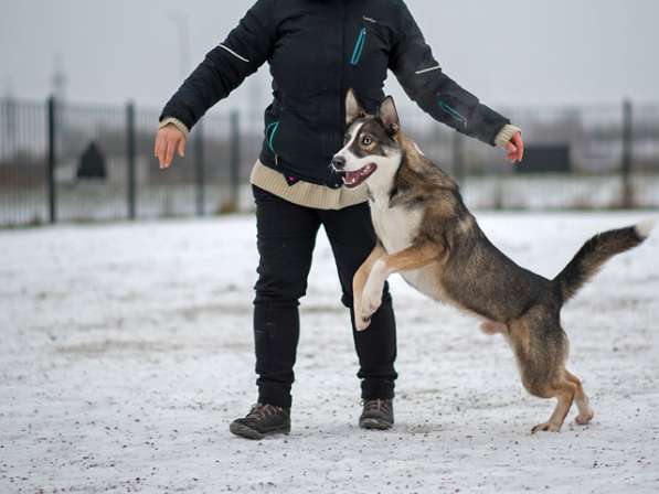 Шикарный молодой пес Салярис, близкий метис хаски в дар в Санкт-Петербурге фото 5
