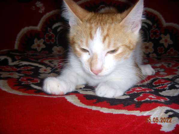 Котята в Севастополе фото 4