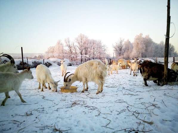 Продам козу, козье мясо в Жуковском фото 5