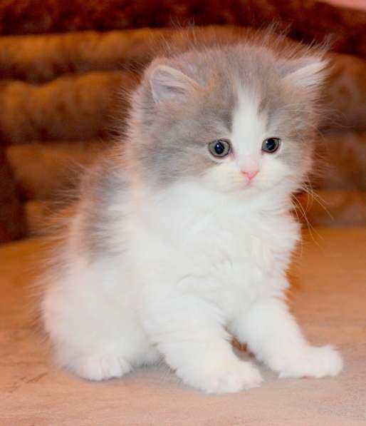 Шотландский котёнок Матильда) в Екатеринбурге фото 15