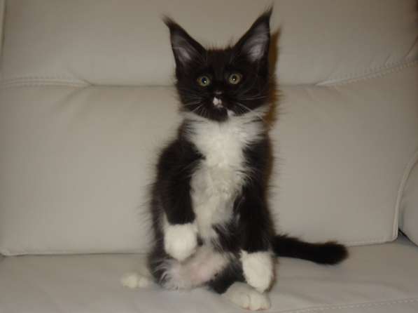 Лексус котик мейн кун