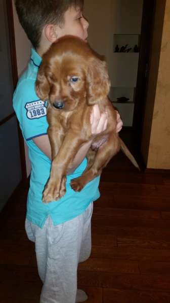 Щенок ирландского сеттера, мальчик в Москве фото 11