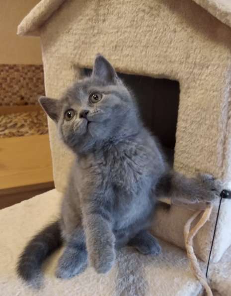 Продажа шотландцев в фото 11