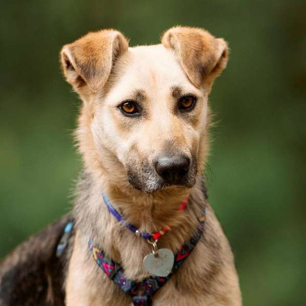 Чудесная собака Мира в добрые руки в Москве фото 22