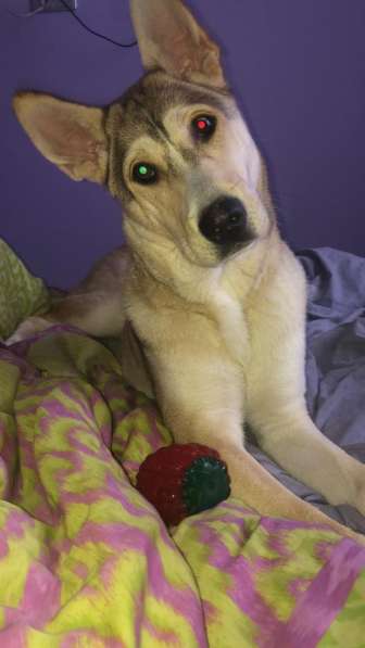 Лёня - метис хаски 9-ти месяцев в Москве