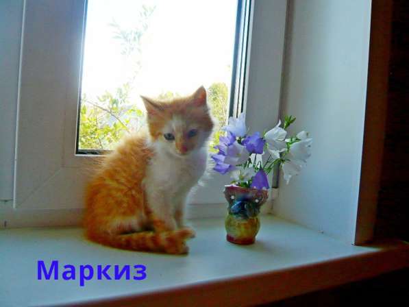 Рыжие котята в добрые руки в Одинцово фото 3