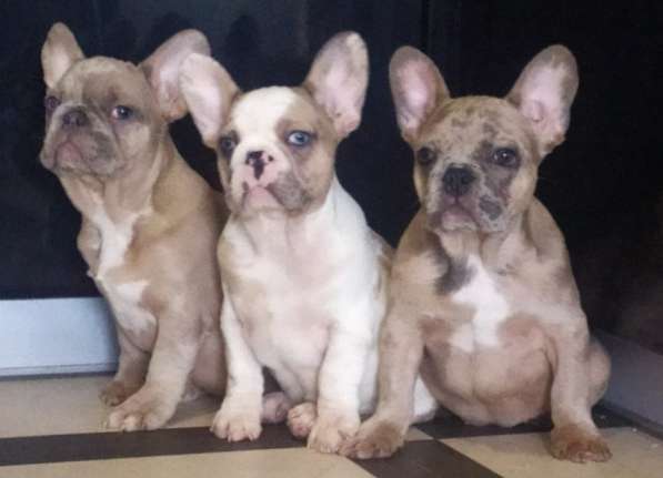 French Bulldog. Girl's