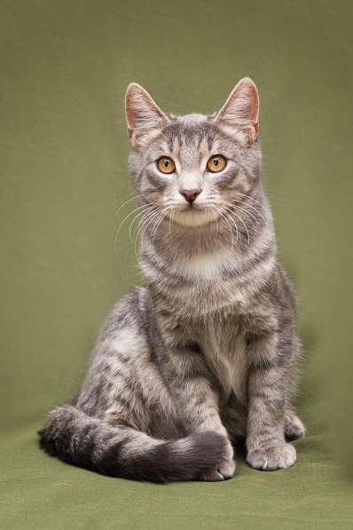 Красавец Сильвер ищет семью в Москве фото 5