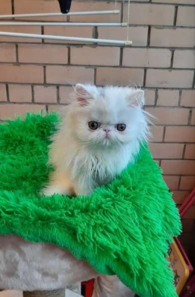 Персидский ребенок в заботливую семью