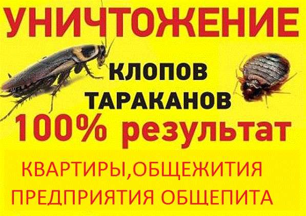 Уничтожение клопов, тараканов, мышей, крыс. Продажа средств в Санкт-Петербурге