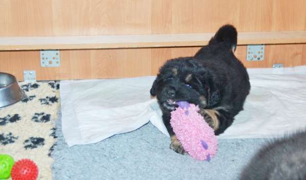 Тибетский мастиф - лучший страж на территории в Москве фото 56