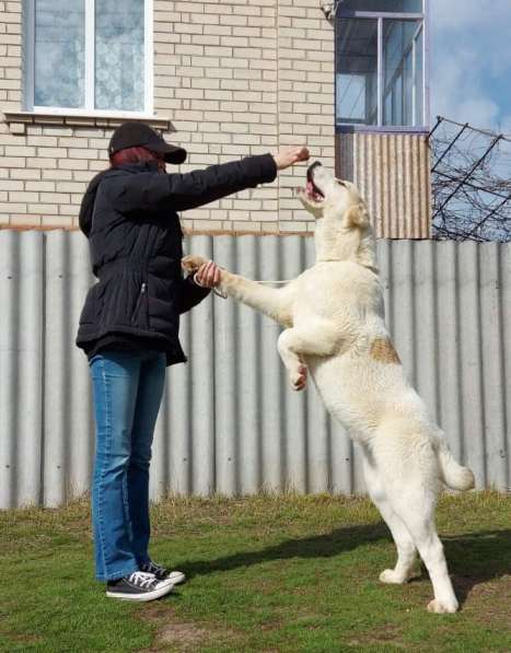 Central Asian Shepherd, Best Puppy Breed в фото 16