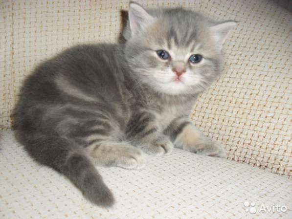 Котята -вислоухие и прямоухие в Костроме фото 5