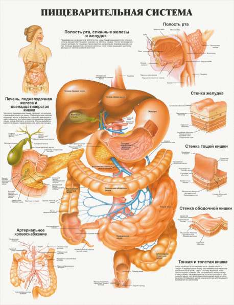Анатомия. Учебные плакаты (комплект 40 плакатов) в фото 6