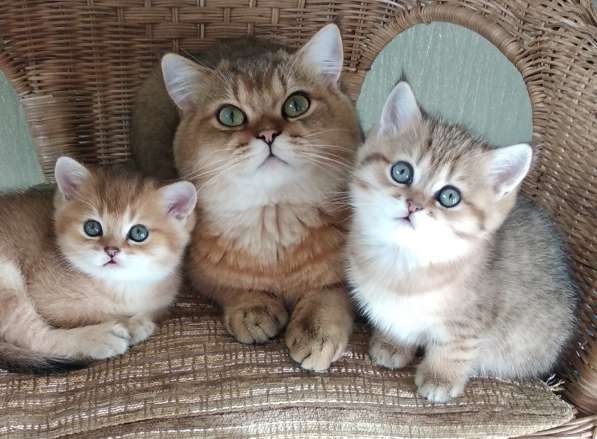 Британские золотые шиншиллы в Химках фото 14