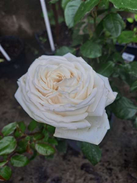 Сортовые розы в Чехове фото 6