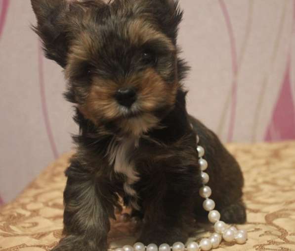 Мини мальчик йорк в Москве фото 6