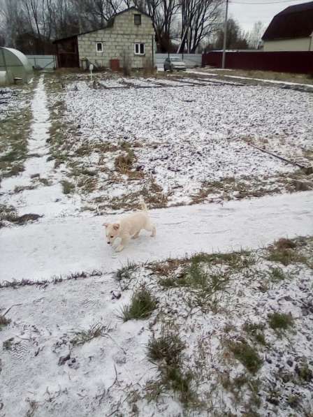 Щенка в добрые руки в Москве фото 16