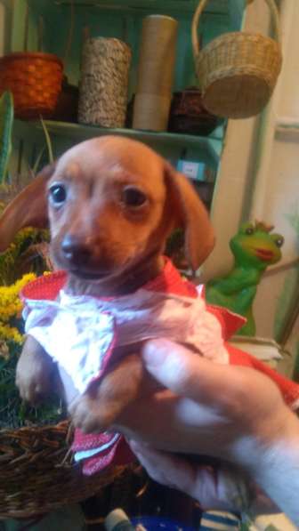 Щенки таксы миниатюрной в Твери фото 18