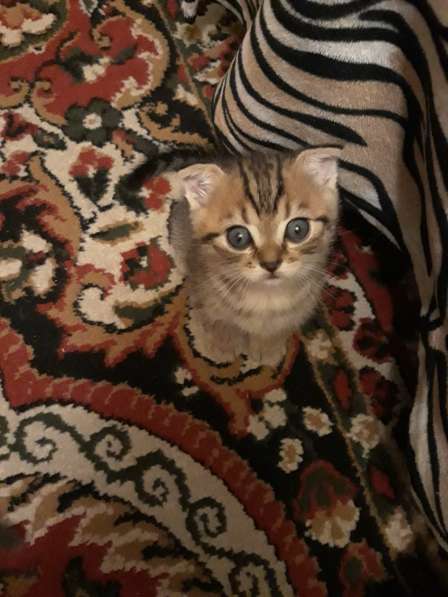 Шотландские котята в Тамбове фото 7