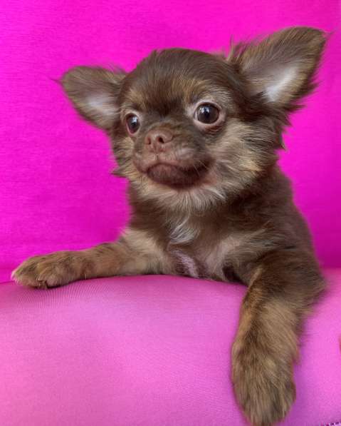 Чихуа-хуа щенки продам в Москве фото 3