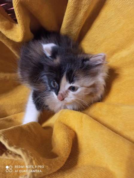Трёхцветный котенок кошечка в Краснодаре