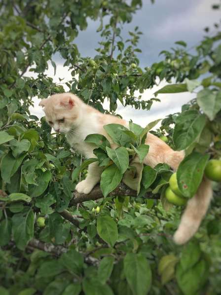 Шотландские котятки в Владимире фото 9