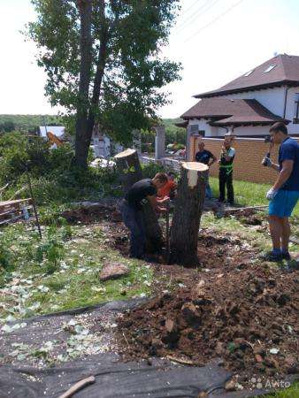 Спил аварийных деревьев, Белгород в Старом Осколе фото 4