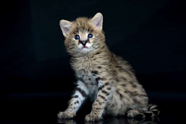 Продаем домашних сервалов в Москве