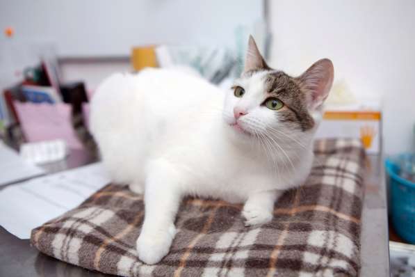 Хрупкая Киттари ищет до в Москве фото 4