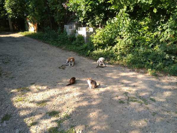 Дрессировка собак в Белореченске фото 6
