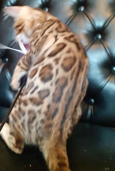 Бенгальская девочка в Москве фото 8