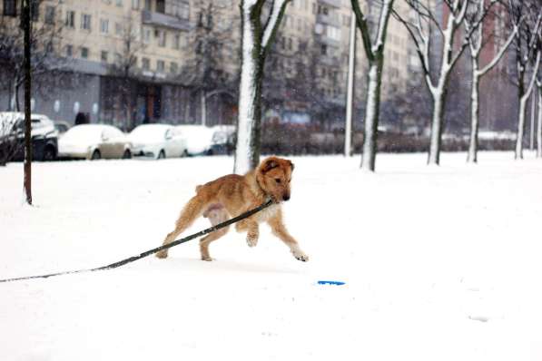 Уникальный интеллигентный пёс в Санкт-Петербурге