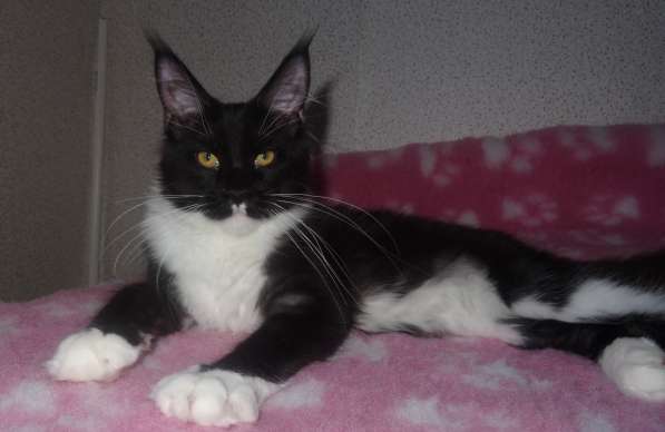 Ламборджини кошечка мейн кун в Москве фото 5