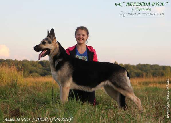 Щенков, собак породы восточноевропейская овчарка в Москве фото 3