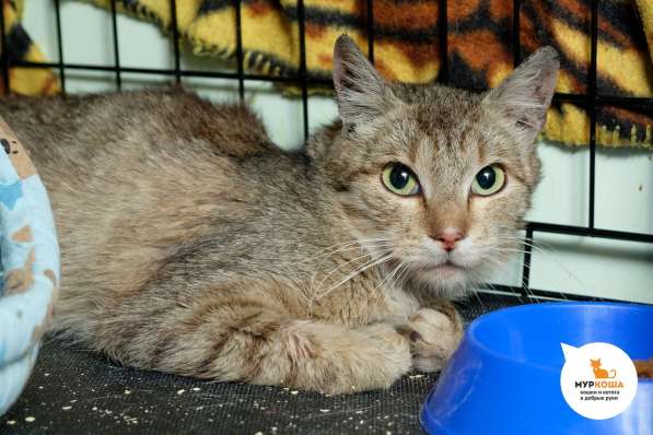 Кошечка Вайри в Москве фото 3
