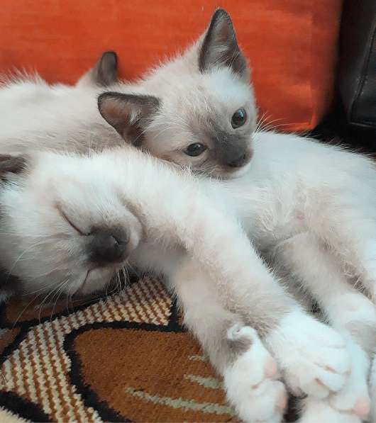 Котята сноу-шу в Санкт-Петербурге фото 3