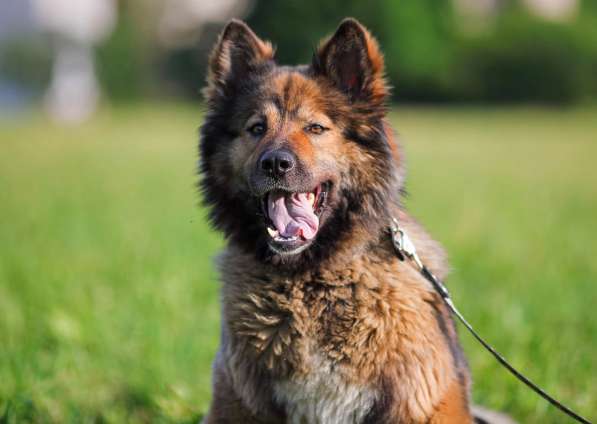 Ищет заботливых хозяев потрясающая собака Ресси в Москве фото 8