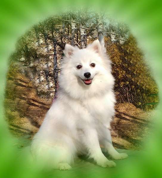 Японский шпиц. Девочка в Екатеринбурге фото 5