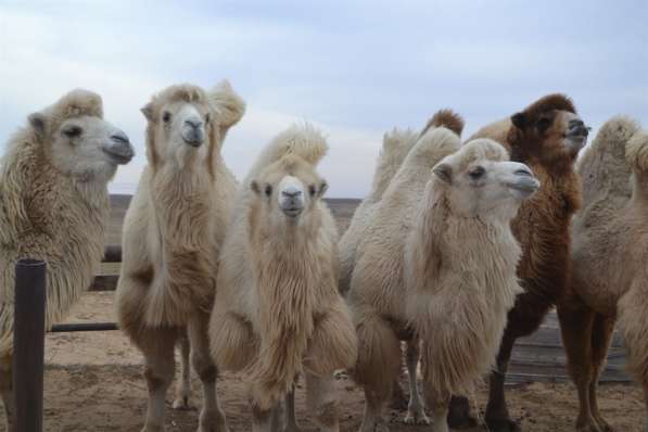 Верблюды двухгорбые, Бактариан Белый под заказ в Волгограде фото 7