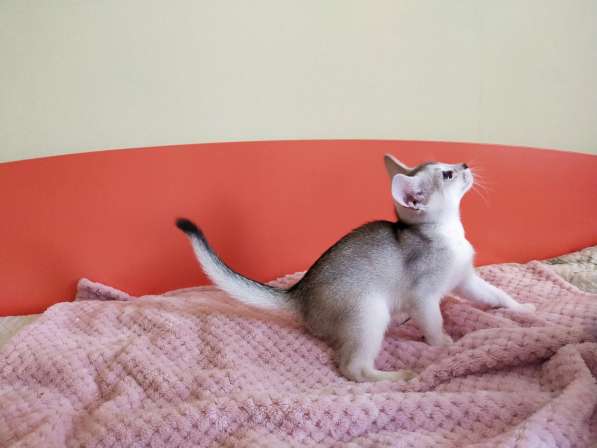 Абиссинские котята серебро в Тюмени фото 4