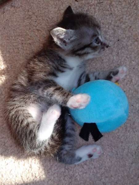 Элитная Бенгальские Снежный барс котятки в Санкт-Петербурге фото 60