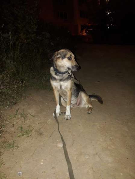 Собака в добрые руки в Москве фото 5