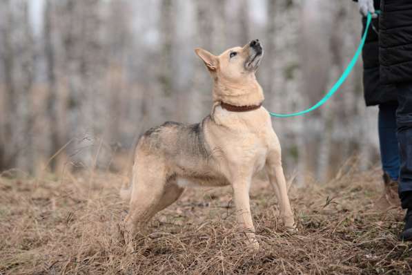 Дюшес - лучший Друг для всей семьи! в Москве фото 16